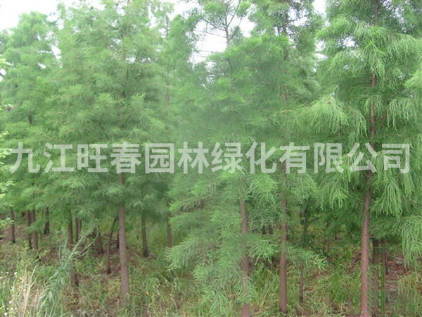 池衫